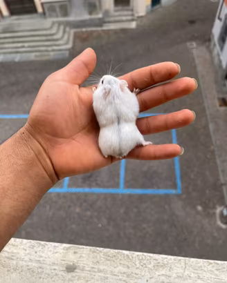 Criceti russi addomesticati