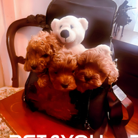 Cuccioli di taglia piccola e molto piccola