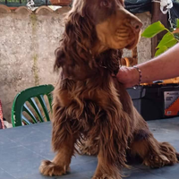 Cocker spaniel Inglese