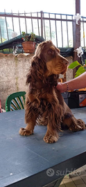 Cocker spaniel Inglese