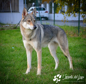 Cane lupo cecoslovacco