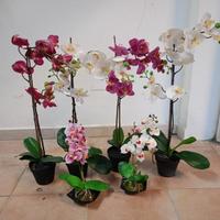orchidea 