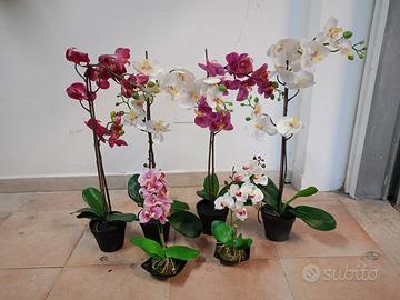 orchidea 