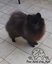 Spitz tedesco nano Pomerania 
