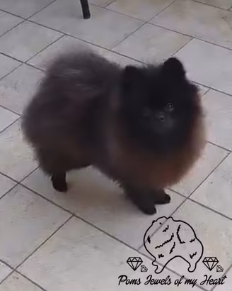 Spitz tedesco nano Pomerania 