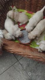 Maltese