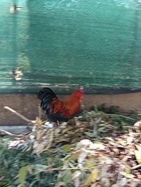 Gallo
