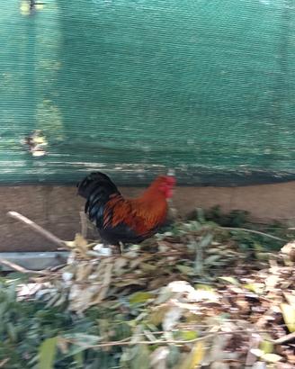 Gallo
