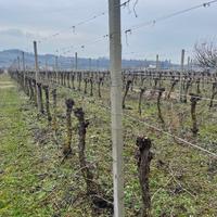 Pali cemento per vigneto