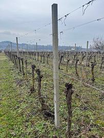 Pali cemento per vigneto