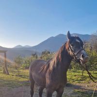Cavallo - puledro - castrone quarab