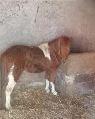 Pony