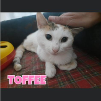 Toffee gattina di due anni adozione del cuore