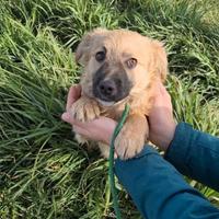 Cuccioli taglia piccola in adozione