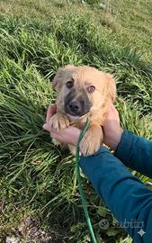 Cuccioli taglia piccola in adozione