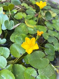 Pianta per laghetto e mini pond