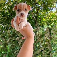 Jack russell nani a zampa corta