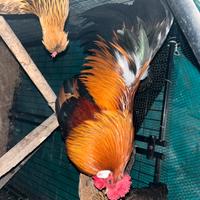 Galline francesine e bianca