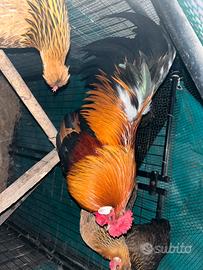 Galline francesine e bianca