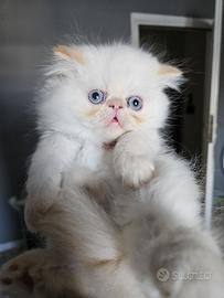 Gatto persiano