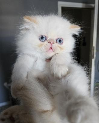 Gatto persiano