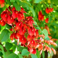 5 Semi di albero del corallo