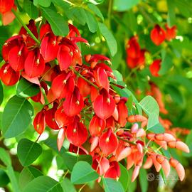 5 Semi di albero del corallo