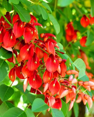 5 Semi di albero del corallo