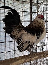 Galletto barbuta di Anversa