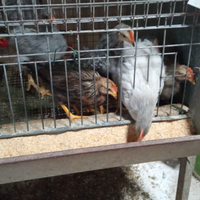 Animali da cortile