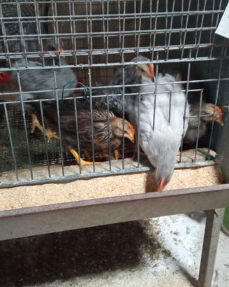 Animali da cortile