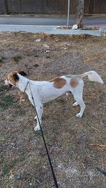 Cane taglia media