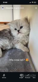Cucciolo persiano Chinchillà