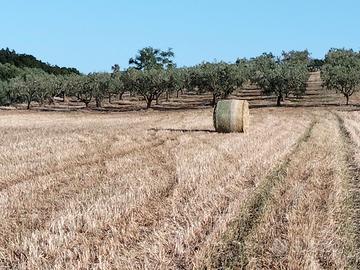 Terreno agricolo i - martina franca