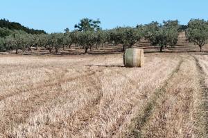 Terreno agricolo i - martina franca