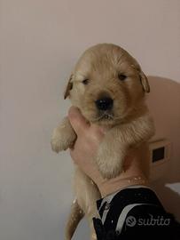 Golden retrievr americani