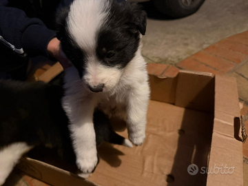 Cuccioli di border collie