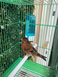 Ibrido maschio cardinalino per canarina con gabbia