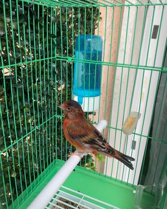 Ibrido maschio cardinalino per canarina con gabbia