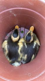 Anatroccoli corritrice indiana