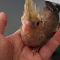 Pappagalli