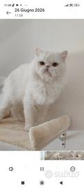 Disponibile x monta . maschio persiano