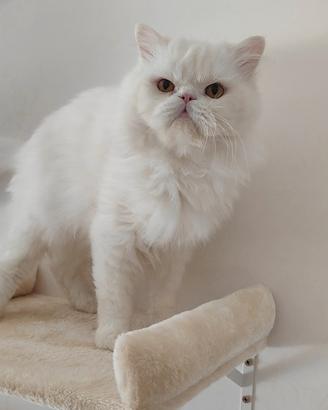 Disponibile x monta . maschio persiano