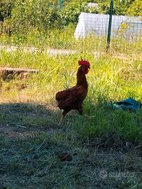 Galletto/ pollo