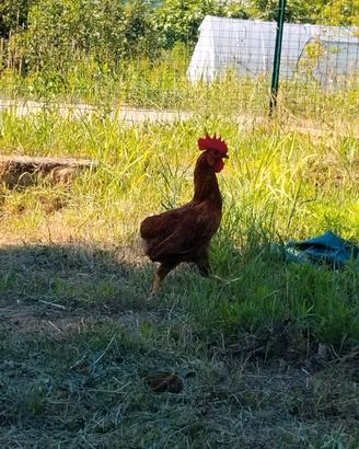 Galletto/ pollo