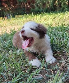 Cuccioli border collie alta genealogia