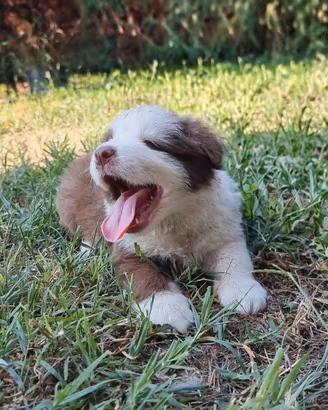 Cuccioli border collie alta genealogia