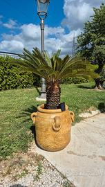 cycas in vaso 20 anni