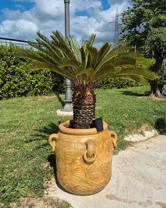 cycas in vaso 20 anni