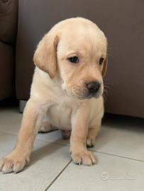 Cuccioli di Labrador